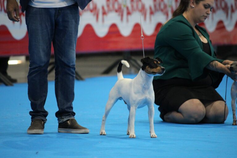 dogboy