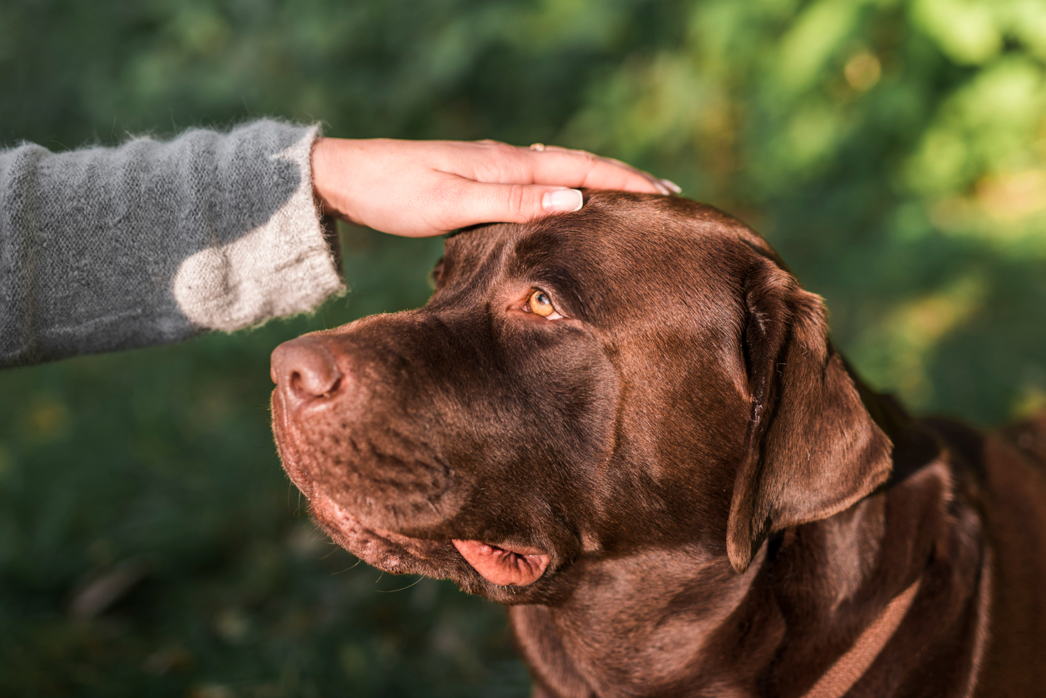 Mi perro no obedece: ¿cuándo acudir a un adiestrador profesional?