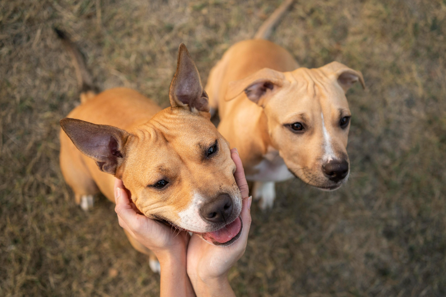 Señales de que tu perro necesita socialización y cómo el entorno de una guardería canina puede ayudar