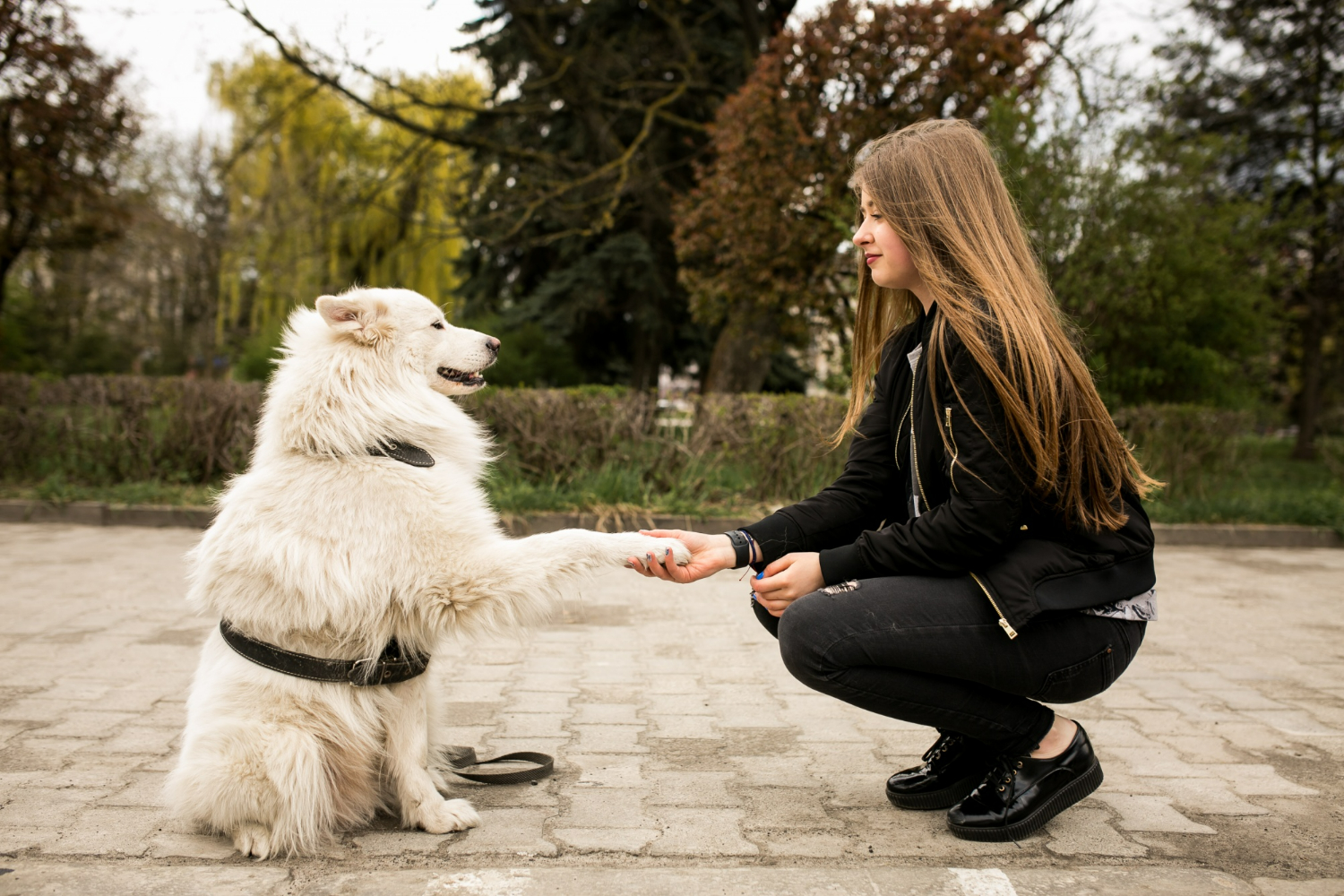 Refuerzo positivo en perros: por qué funciona mejor que el castigo