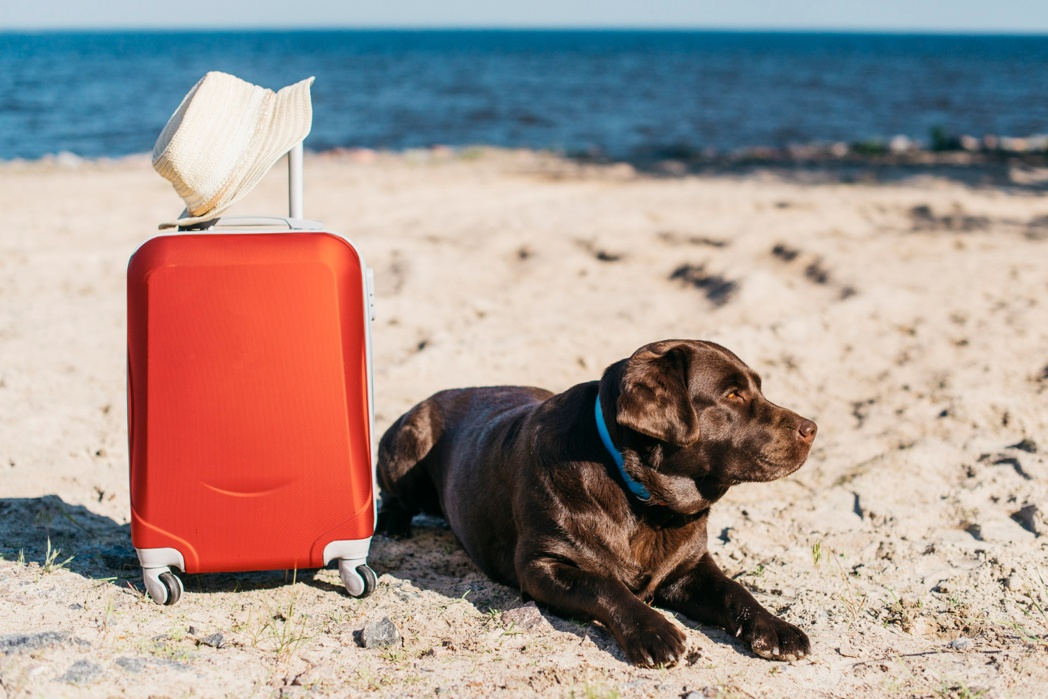 viajar en verano con perro