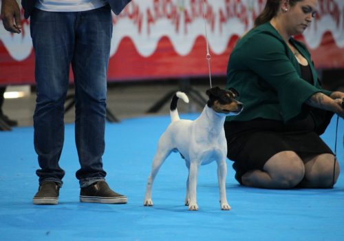Dogboy-2
