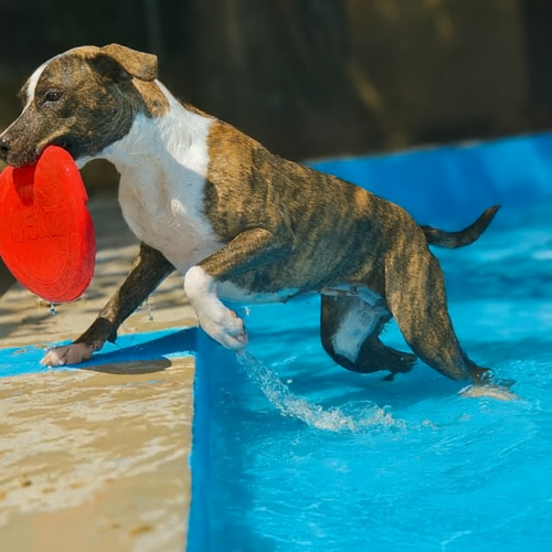 Perro pisicina